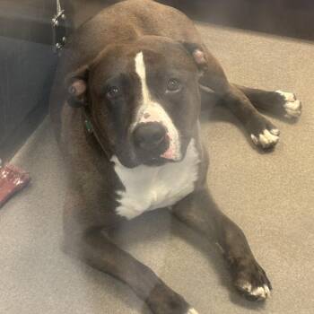 Bully -  Pit Bull Terrier Dog for Adoption in Baltimore, Maryland - Bully | PetCurious
