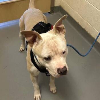 Zyzy -  Mixed Breed Dog for Adoption in Asheville, North Carolina - Zyzy | PetCurious