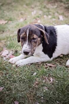 Hound and Mixed Breed Dogs Available for Adoption - MIRABEL | PetCurious