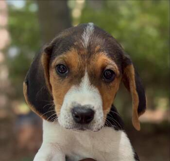 Aria -  Beagle and Hound Dog for Adoption in Raleigh, North Carolina - Aria | PetCurious