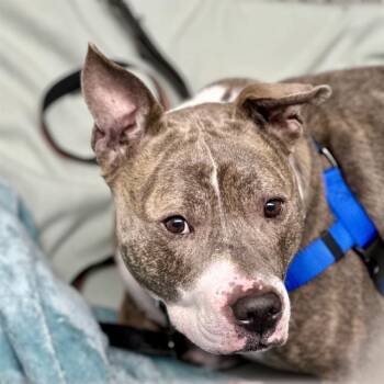 Rescue Pit Bull Terrier and American Bulldog Dogs for Adoption in Methuen, Massachusetts - LUNA | PetCurious