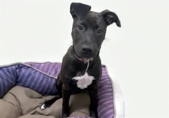 ABBIE -  Labrador Retriever and Mixed Breed Dog for Adoption in Fort Lauderdale, Florida - ABBIE | PetCurious