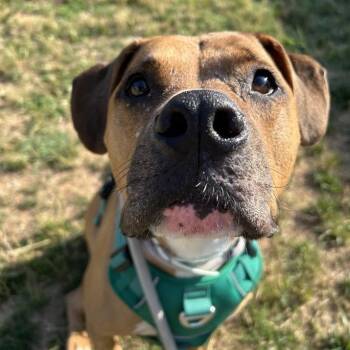 King -  Pit Bull Terrier and Boxer Dog for Adoption in Lyndhurst, Virginia - King | PetCurious