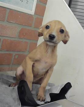 Chihuahua and Mixed Breed Dogs Available for Adoption in Houston, Texas - RUSTETTE | PetCurious