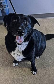 Labrador Retriever and Border Collie Dogs Available for Adoption in Fort Madison, Iowa - Duke | PetCurious