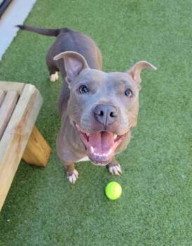 Mixed Breed Dogs Available for Adoption - Blue | PetCurious