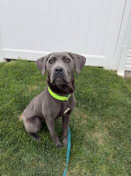 Cane Corso Dogs Available for Adoption in Medford Lakes, New Jersey - Mora | PetCurious