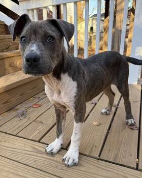 Rescue Mixed Breed and Retriever Dogs for Adoption in Lake Wylie, South Carolina - PopTart | PetCurious