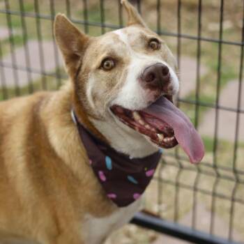 Husky Dogs Available for Adoption - DIEGO | PetCurious