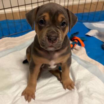 Prim -  Labrador Retriever and Mixed Breed Dog for Adoption in Austin, Texas - Prim | PetCurious