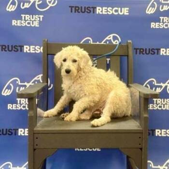 Terrier and Poodle Dogs Available for Adoption - OAT | PetCurious