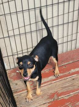 Eric -  Chihuahua and Rat Terrier Dog for Adoption in Van Alstyne, Texas - Eric | PetCurious