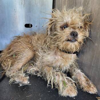 NORMAN -  Shih Tzu Dog for Adoption in San Antonio, Texas - NORMAN | PetCurious