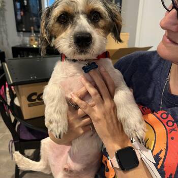 Rescue Cairn Terrier and Yorkshire Terrier Dogs for Adoption in Garland, Texas - Scooby | PetCurious