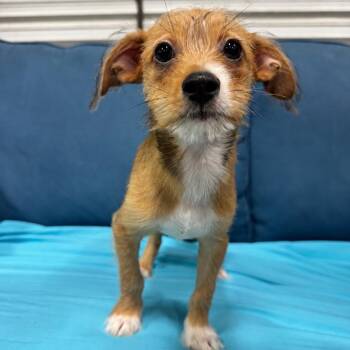 ELTON (661) -  Terrier and Mixed Breed Dog for Adoption in Indiantown, Florida - ELTON (661) | PetCurious