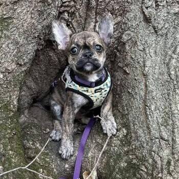 Rescue French Bulldog and Boston Terrier Dogs for Adoption in St. Jacobs, Ontario - Moxi: Female French Bulldog/Boston Terrier Mix Puppy | PetCurious