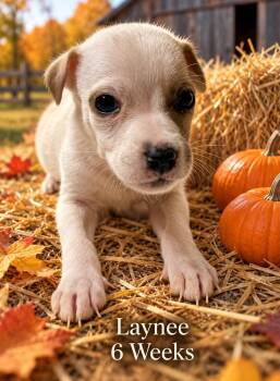 Laynee -  Terrier Dog for Adoption in Walker, Louisiana - Laynee | PetCurious