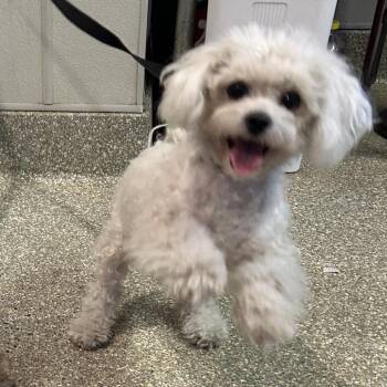 IVHS-Stray-140044 -  Poodle Dog for Adoption in San Gabriel, California - IVHS-Stray-140044 | PetCurious