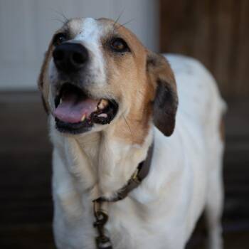 Barbie -  Mixed Breed Dog for Adoption in Huntsville, Alabama - Barbie | PetCurious