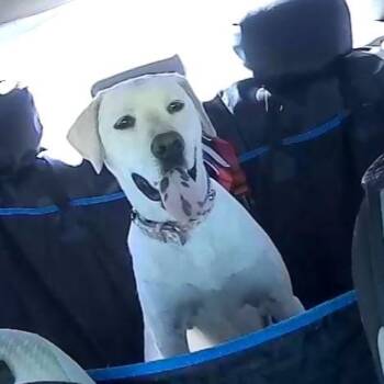 Kamala -  Yellow Labrador Retriever Dog for Adoption in San Diego, California - Kamala | PetCurious
