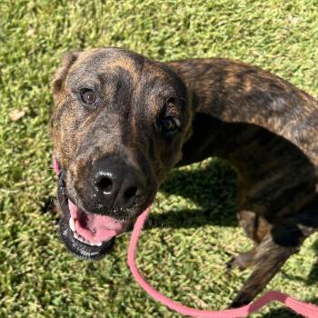 Rescue Plott Hound Dogs for Adoption in Pearland, Texas - Autumn | PetCurious