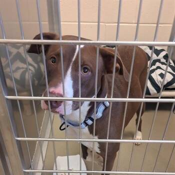 QUEEN -  Mixed Breed Dog for Adoption in Dallas, Texas - QUEEN | PetCurious