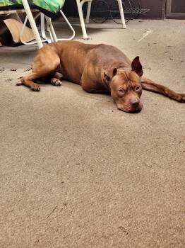 Apollo -  Pit Bull Terrier and Mixed Breed Dog for Adoption in Zimmerman, Minnesota - Apollo | PetCurious
