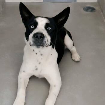 Archie -  Cattle Dog and Shepherd Dog for Adoption in Kingman, Arizona - Archie | PetCurious