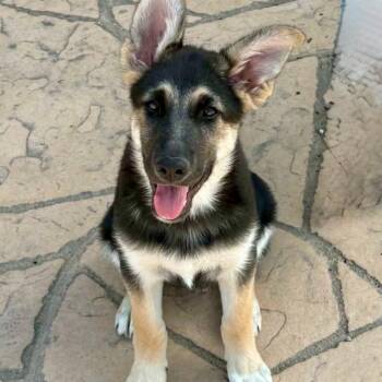 German Shepherd Dog and Border Collie Dogs Available for Adoption in Mead, Colorado - Nicki | PetCurious