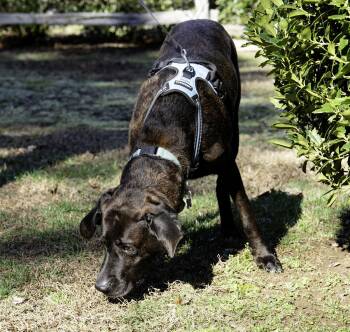Gus -  Plott Hound and Mountain Cur Dog for Adoption in Blairsville, Georgia - Gus | PetCurious