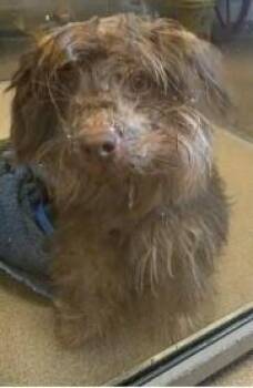 Chucky -  Terrier and Yorkshire Terrier Dog for Adoption in Dallas, Texas - Chucky | PetCurious