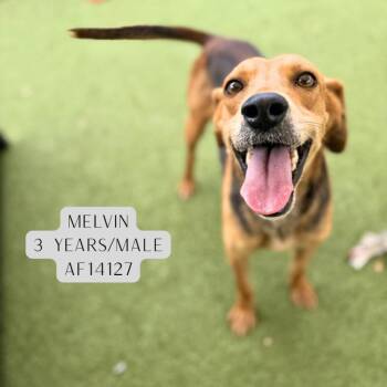 Treeing Walker Coonhound Dogs Available for Adoption - Melvin | PetCurious