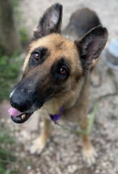 DOLORES -  German Shepherd Dog Dog for Adoption in Pensacola, Florida - DOLORES | PetCurious