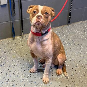 TUSC-Stray-85393_2 -  Pit Bull Terrier and English Bulldog Dog for Adoption in Tuscaloosa, Alabama - TUSC-Stray-85393_2 | PetCurious