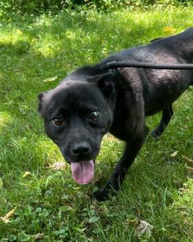 Mowgli -  Pit Bull Terrier and Mixed Breed Dog for Adoption in Elmira, New York - Mowgli | PetCurious
