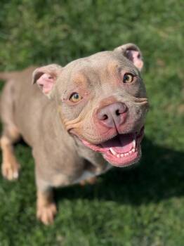Pit Bull Terrier and Mixed Breed Dogs Available for Adoption in Benton Harbor, Michigan - Coco Louise | PetCurious