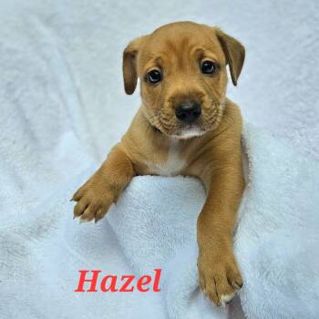 Rescue Mixed Breed and Boxer Dogs for Adoption in Fairfax Station, Virginia - Hazel | PetCurious