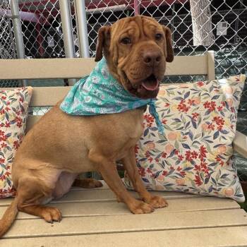 Maxine -  Shar Pei and Mixed Breed Dog for Adoption in Kanab, Utah - Maxine | PetCurious