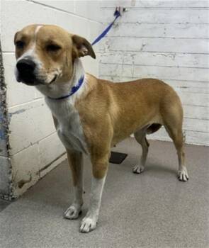NATALIE -  German Shepherd Dog and Pit Bull Terrier Dog for Adoption in San Bernardino, California - NATALIE | PetCurious