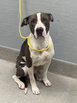 ZEUS -  Pit Bull Terrier Dog for Adoption in Las Vegas, Nevada - ZEUS | PetCurious