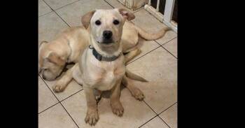 Noble Paws: Neil -  Labrador Retriever and Terrier Dog for Adoption in Dallas, Texas - Noble Paws: Neil | PetCurious