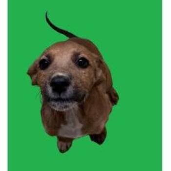 Dobby -  Mixed Breed Dog for Adoption in Fort Collins, Colorado - Dobby | PetCurious