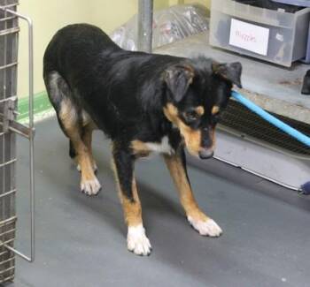 Terrier and Mixed Breed Dogs Available for Adoption in Picayune, Mississippi - Jonah | PetCurious