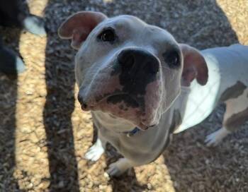 Pit Bull Terrier Dogs Available for Adoption in Kent, Washington - LULU | PetCurious