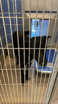 Koda -  Mixed Breed and Labrador Retriever Dog for Adoption in Austin, Texas - Koda | PetCurious