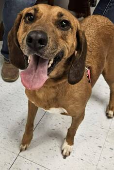 Hound Dogs Available for Adoption - Daizey | PetCurious