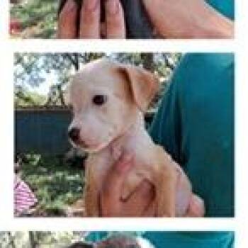 Greg Greenwood -  Terrier Dog for Adoption in Tampa, Florida - Greg Greenwood | PetCurious