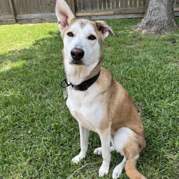 German Shepherd Dog Dogs Available for Adoption in Houston, Texas - Rosco | PetCurious