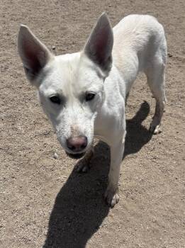 Mystic -  Husky Dog for Adoption in Incline Village, Nevada - Mystic | PetCurious
