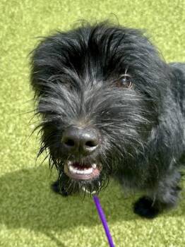 Fraulein -  Mixed Breed Dog for Adoption in Wichita, Kansas - Fraulein | PetCurious